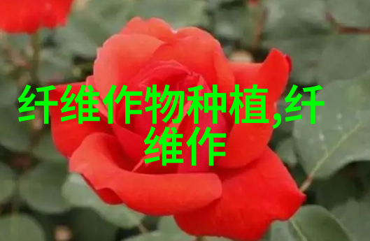 棉花中后期防治早衰技术